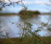 Flora y fauna