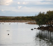 Lagunas de Villafafila