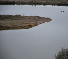 Lagunas de Villafafila