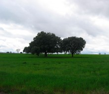 Iglesia de San Pedro de la Nave