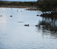 Lagunas de Villafafila