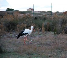 Flora y fauna