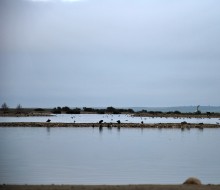 Lagunas de Villafafila