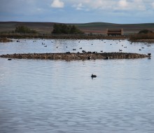 Lagunas de Villafafila