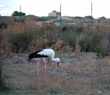 Flora y fauna