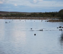 Lagunas de Villafafila