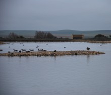 Lagunas de Villafafila