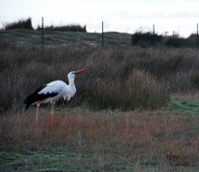 Flora y fauna