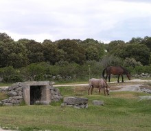 Flora y Fauna